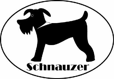 schnauzer